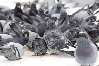 Kar üzerinde güvercin sürüsü