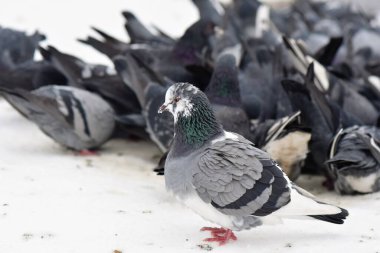 Kar üzerinde güvercin sürüsü