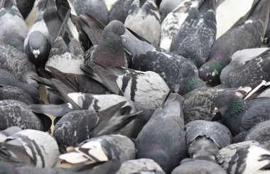 Donmuş göldeki güvercin sürüsü Bulutlu kış gününde Yaklaş