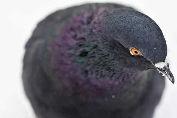 pigeon head close up
