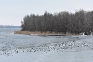 Winter landscape of the river and a flock of gulls on the ice overcast winter day clipart