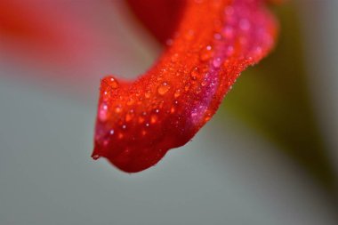 Ahşap arka planda kırmızı Amaryllis çiçeği