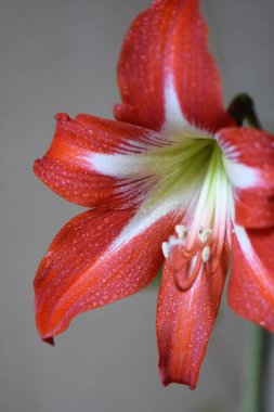 Ahşap arka planda kırmızı Amaryllis çiçeği