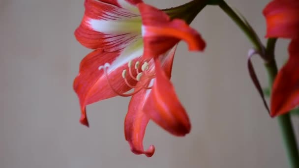 Flor Amarilis Roja Sobre Fondo Madera — Vídeo de stock