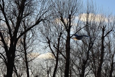 Kışın ağaçların arasından gökyüzünde uçan kuşlar.