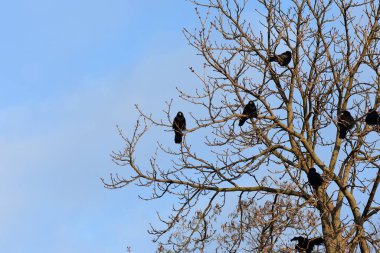 Kuzgunlar baharda bir ağaç dalında Mavi gökyüzüne karşı 