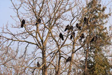 Kuzgunlar baharda bir ağaç dalında Mavi gökyüzüne karşı 