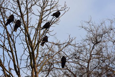 Kuzgunlar baharda bir ağaç dalında Mavi gökyüzüne karşı 
