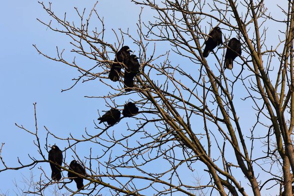 Ravens on a tree branch in the spring against the blue sky 