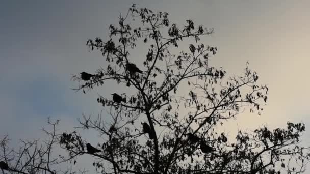 Cuervos Voces Árbol Contra Cielo Azul Primer Plano Invierno — Vídeos de Stock