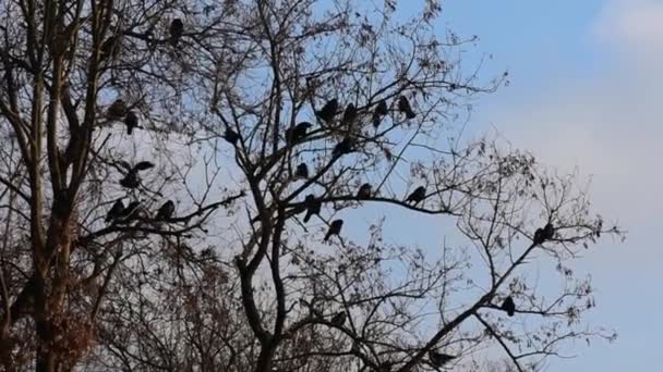 Cuervos Voces Árbol Contra Cielo Azul Primer Plano Invierno — Vídeos de Stock