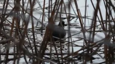 Kuru sazlıklarda bir yuvada yaban ördeği.