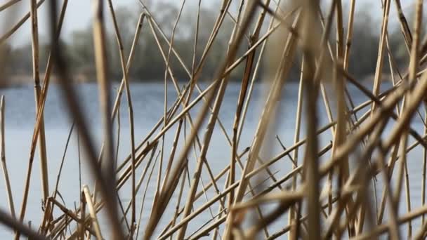 春のクローズアップで乾燥したリード草 — ストック動画