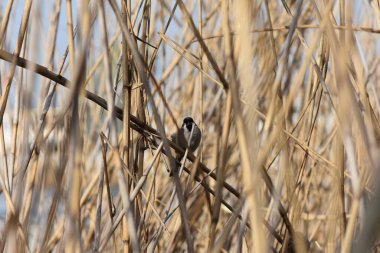 Sparrow in dry reeds in early spring clipart