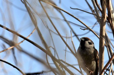 Baharda bir ağacın dallarında oturan serçe.