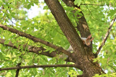 Parktaki ağaç gövdesinde gri sincap