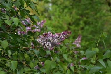 Nisan 'da çiçek açarken leylak çalısı