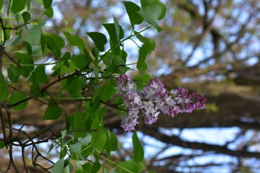 Nisan 'da çiçek açarken leylak çalısı