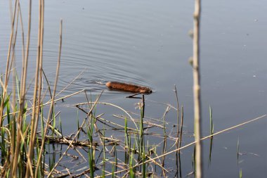Nutria from the rodent family floats on the surface of the water among the reeds clipart