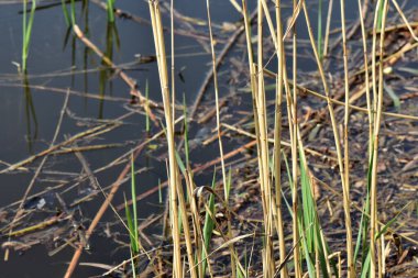 Viper hunting on fish in dry reed grass