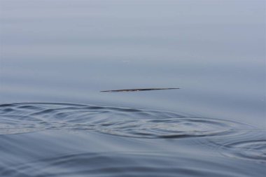 Su yüzeyine su damlaları düşer