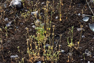 Ormanda güneş ışığında taze yeşil çimenler yakın plan