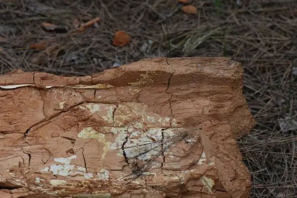 stock image Red old tree stump in the forest, close-up