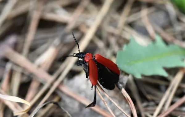 stock image Red and black bug on a pine needle in the spring forest