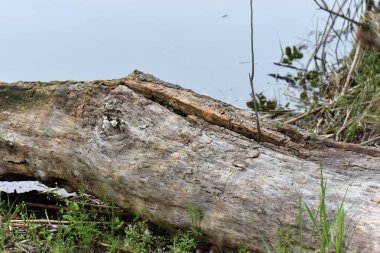 Fırtınadan sonra ormanda kırık bir ağaç, yakın plan.