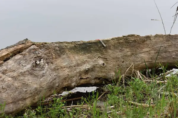 stock image Broken tree in the forest after a storm, close-up