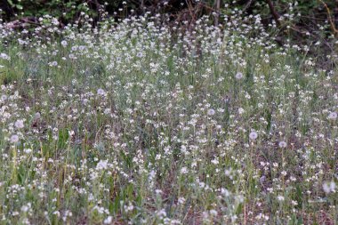 Yazın ormandaki bir çayırda beyaz kır çiçekleri