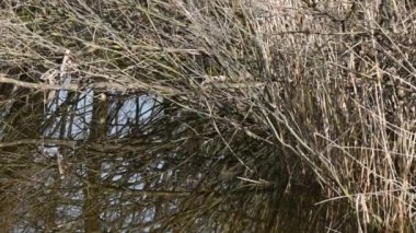 Su yüzeyinde kuru ağaç dalları