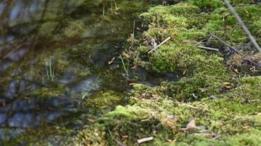 Nehir kıyısında yeşil yosun. Yaklaş.