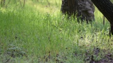 Ormanda yeşil çimenler, kuşların öttüğü arka plan.