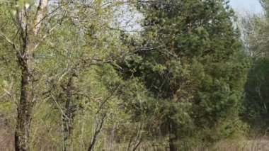 Baharın başında karışık ağaç ormanı ve kuş sesleri.