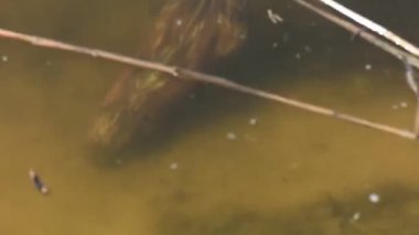 Nutria Dnipro nehrinde yüzüyor ve dalıyor