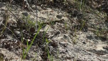 Siyah bir yılan kumlu sahilde sürünüyor.