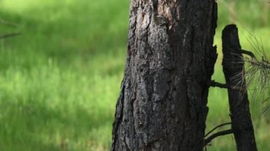 Çam ağacı gövdesi yakın plan ve yeşil çimen arka plan