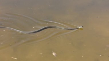 Baharın başlarında Dnipro nehrinde çim yılanı yüzüyor.