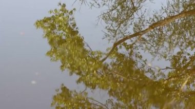 Suya yansıyan ağaç dalları. Sonunda yeşil yosun.