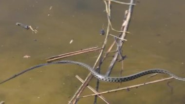 Baharın başlarında Dnipro nehrinde çim yılanı yüzüyor.