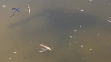 Ukrayna 'daki Dnipro nehrinde yüzen su sıçanı.