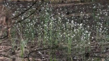 Ukrayna 'da kuş şakıyan ormandaki küçük beyaz çiçekler.