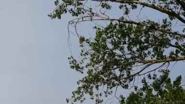 Gri gökyüzü arka planında kavak ağacı dalları ve ilkbaharın başlarında öten kuşlar.
