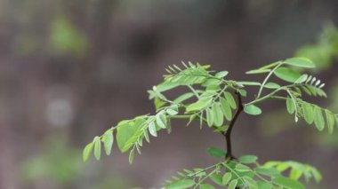 Genç Akasya Ağacı Şubesi