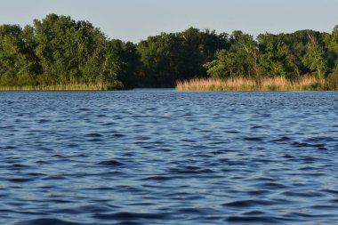 Ukrayna 'daki Dnipro nehri üzerinde yaz manzarası, sahildeki ağaçlar ve çimenler