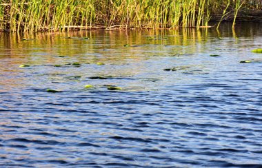 Akşamları gölün kıyısında sazlıklar.