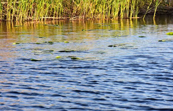 stock image Reeds on the banks of a lake in the evening sunlight