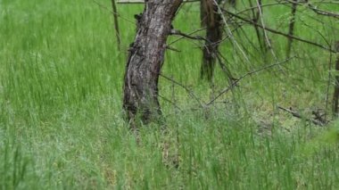 Uzun yeşil çimen arka planında çam ağacı gövdesi, kuş ötüşü