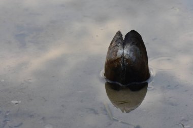 Su yansıtmalı su birikintisindeki midyeyi kapat.